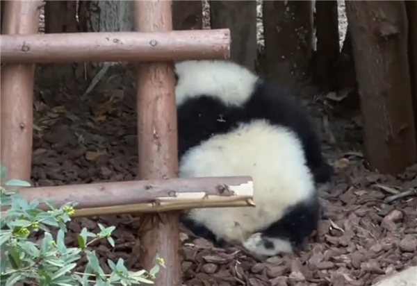 成都大熊猫园润遭男子泼水：网友呼吁列入“黑名单”