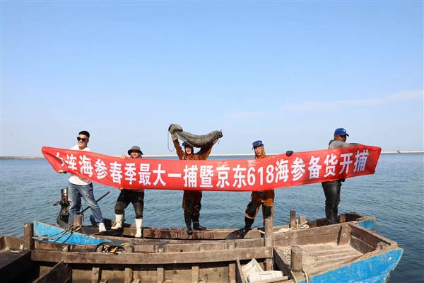 300多位潜水员下海 大连海参春捕季开捕 京东上线全网最低价海参 一根19块9